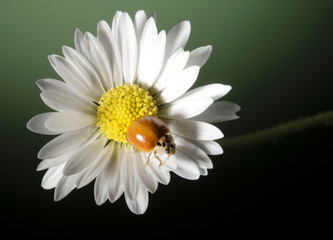 Fototapeta premium daisy with ladybug