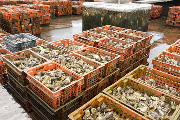 oyster culture in the dutch place yerseke