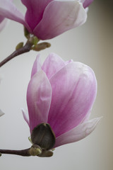 Fototapeta premium magnolia blooming on tree
