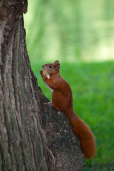 red squirrel