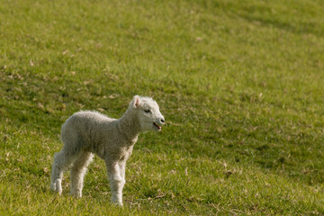 Naklejka premium bleating newborn lamb