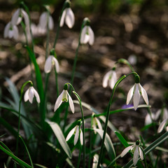 snowdrops