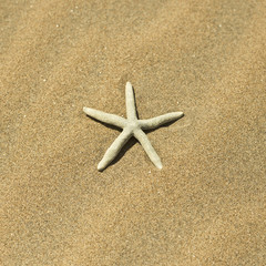 one starfish in the sand