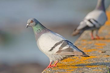 Pigeon biset