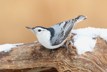 Naklejka premium White-breasted Nuthatch (sitta carolinensis) in snow