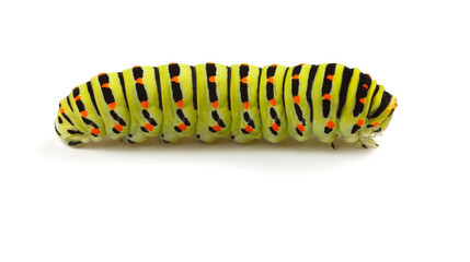 Colorful caterpillar