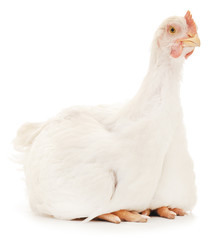 white hen