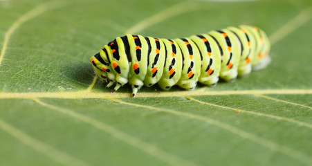 Macro of vermin caterpillar