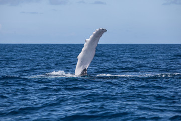 Fototapeta premium Humpback Pectoral Fin