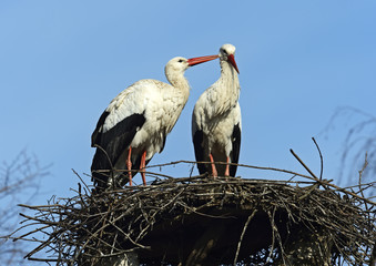 White Stork