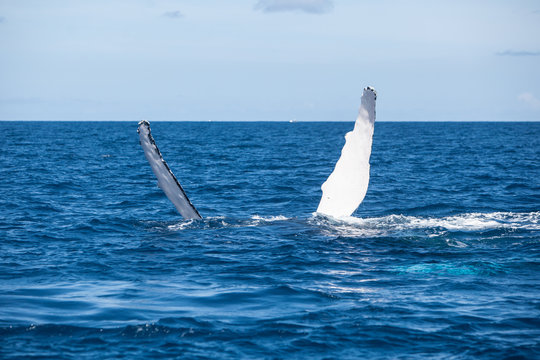 Humpback Whale Pectoral Fins
