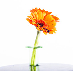Blumen mt Wassertropfen