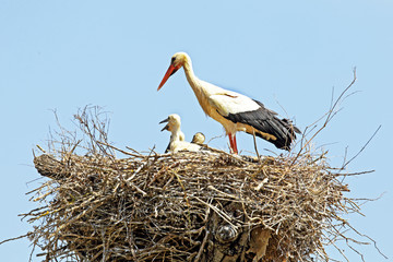 White stork with young baby stork on the nest - Ciconia ciconia © Nataraj