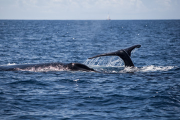 Obraz premium Humpback Whales at Surface
