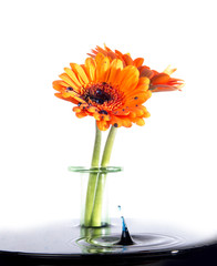 Blumen mt Wassertropfen