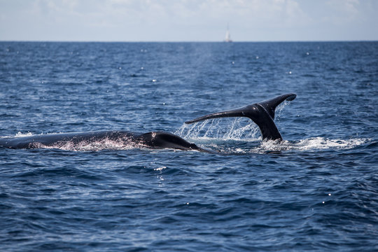Humpback Whales at Surface
