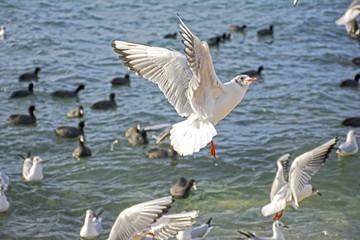 The sea gulls