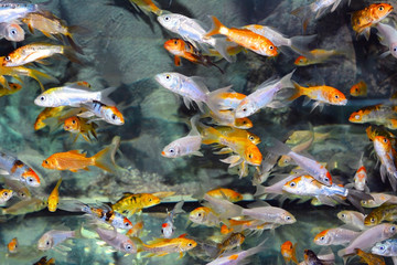 Exotic fishes © AVD