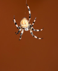 spider