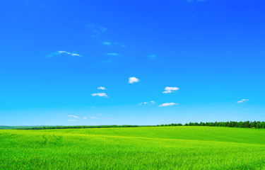Obraz premium green field
