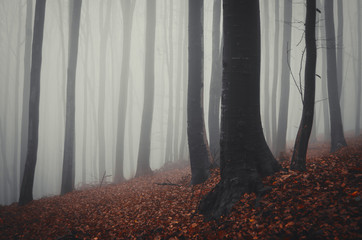 mysterious foggy forest with red leaves on ground