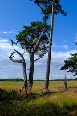 Nationalpark Müritz, Mecklenburg-Vorpommern, Deutschland