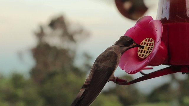 Colibr&iacute;