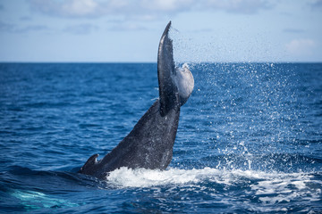 Obraz premium Humpback Fluke