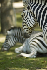 Zebre