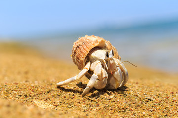 Crab