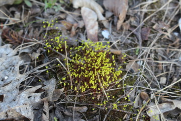 old und new nature