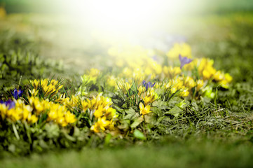 Beautiful violet and yellow crocuses on the snow