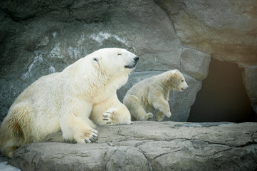 polar bear female with her little baby