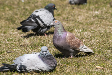 Rock feral pigeon doves resting on winter grass park meadow