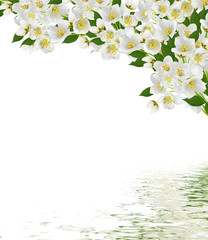 Fototapeta na wymiar branch of jasmine flowers isolated on white background