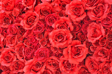 Rose Background