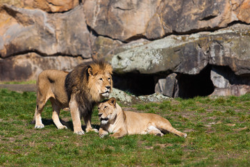 Lion and Lioness. Lion Couple.   Male and Female Lions