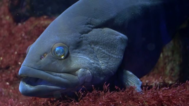 aquarium of genoa, a grouper close up