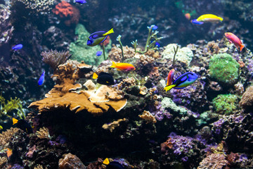 Fototapeta na wymiar tropical fishes meet in blue coral reef sea water aquarium. Unde