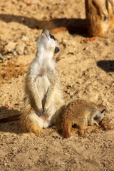 Surikate, Erdmännchen mit Nachwuchs