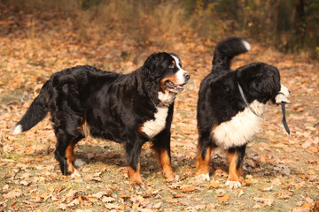 Gorgeous bernese mountain dogs standing in autumn forest