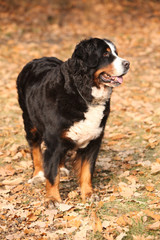 Gorgeous bernese mountain dog standing in autumn forest