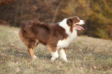 Amazing beautiful australian shepherd