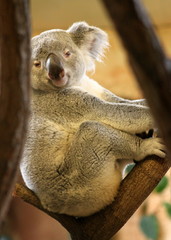 Koala