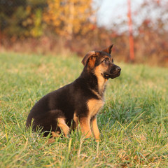Gorgeous puppy of german shepherd sitting