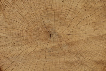 Fototapeta premium Drewno jako tło