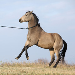 Beautiful bay quarter horse prancing