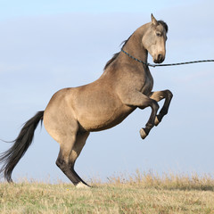 Naklejka premium Beautiful bay quarter horse prancing