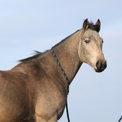 Obraz premium Nice bay quarter horse