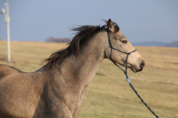 Quarter horse with rope halter in autumn